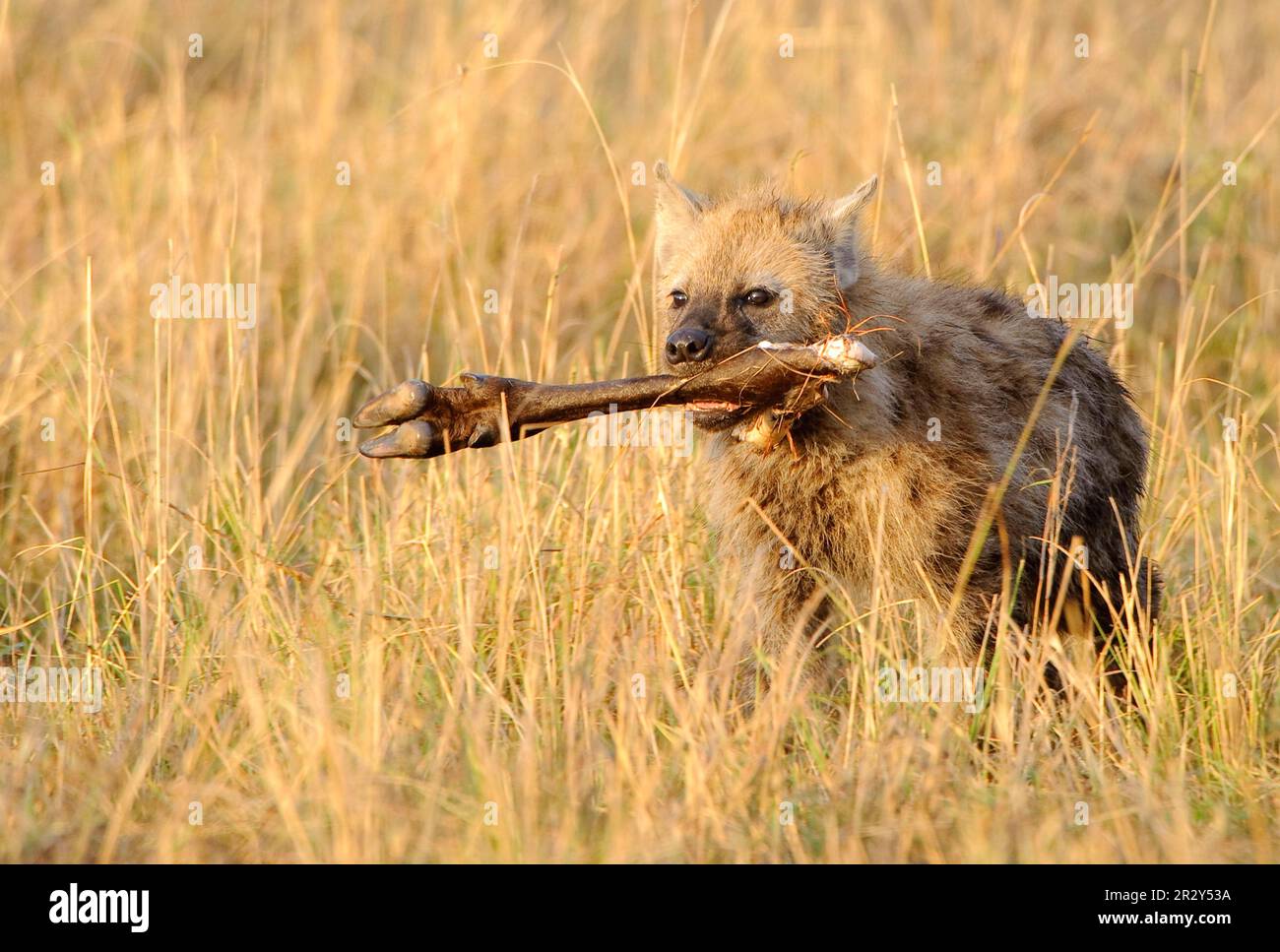 Gefleckte Hyänen, gefleckte Hyänen (Crocuta crocuta), Hyänen, Hyänen, Hunde, Raubtiere, Säugetiere, Tiere, gespottete Hyena jung, trägt Beinknochen zurück Stockfoto