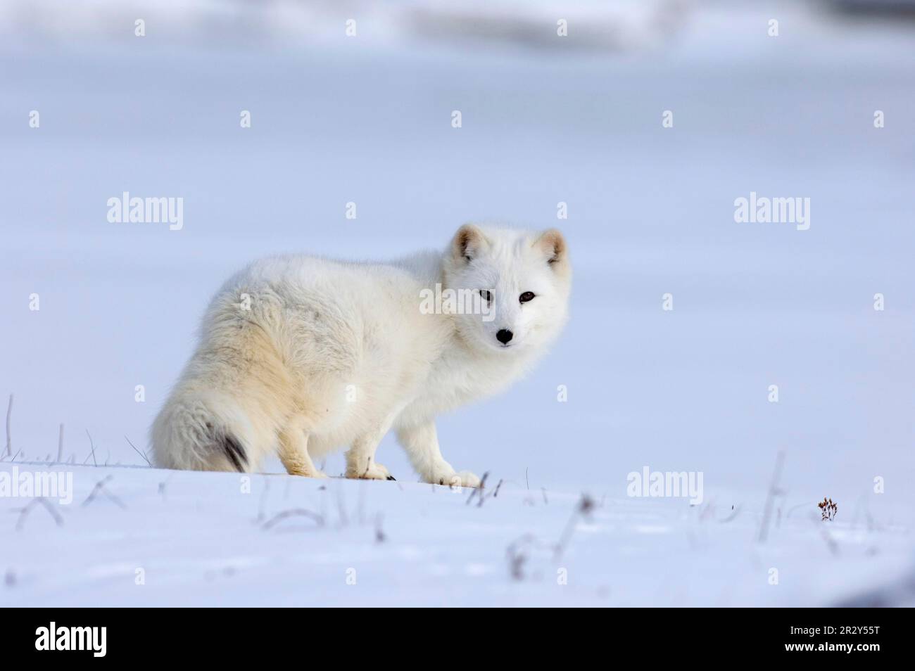 Polarfuchs (Alopex lagopus), Erwachsener, weißer Wintermantel, im Schnee stehend (in Gefangenschaft) Stockfoto