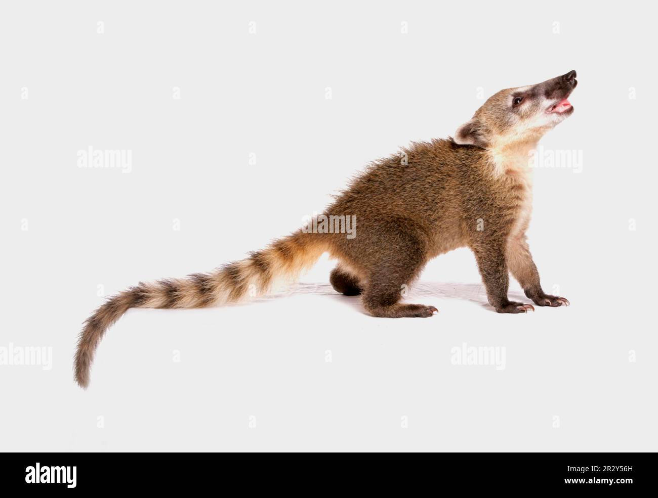 Nasenbären, Nasenbären, Raubtiere, Säugetiere, Tiere, südamerikanischer Coati (Nasua nasua), Jungtiere, stehend Stockfoto