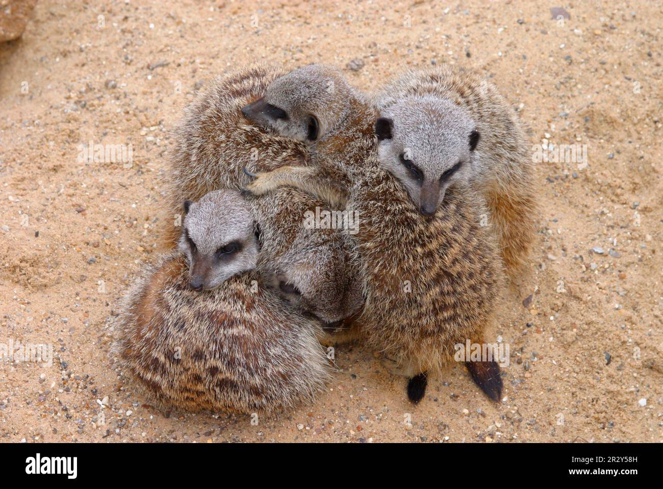 Erdmännchen Meerkat, Raubtiere, Säugetiere, schleichende Katzen, Tiere, Meerkat (Suricata suricata) Gruppe der vier Stockfoto