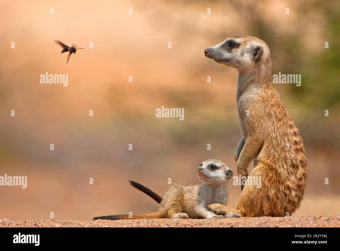 Erdmännchen (Suricata suricatta) Erdmännchen, Raubtiere, Säugetiere, Kriechtiere, Tiere, Erdmännchen-Babysitter für Erwachsene mit Jungen, der den Delta Wasp vorbeifliegen sieht Stockfoto