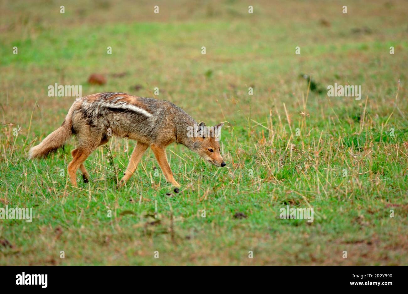 Schakal mit Seitenstreifen (Canis adustus), gestreifte Schakale, Schakale, Raubtiere, Säugetiere, Tiere, Schakal mit Seitenstreifen als Erwachsener Stockfoto