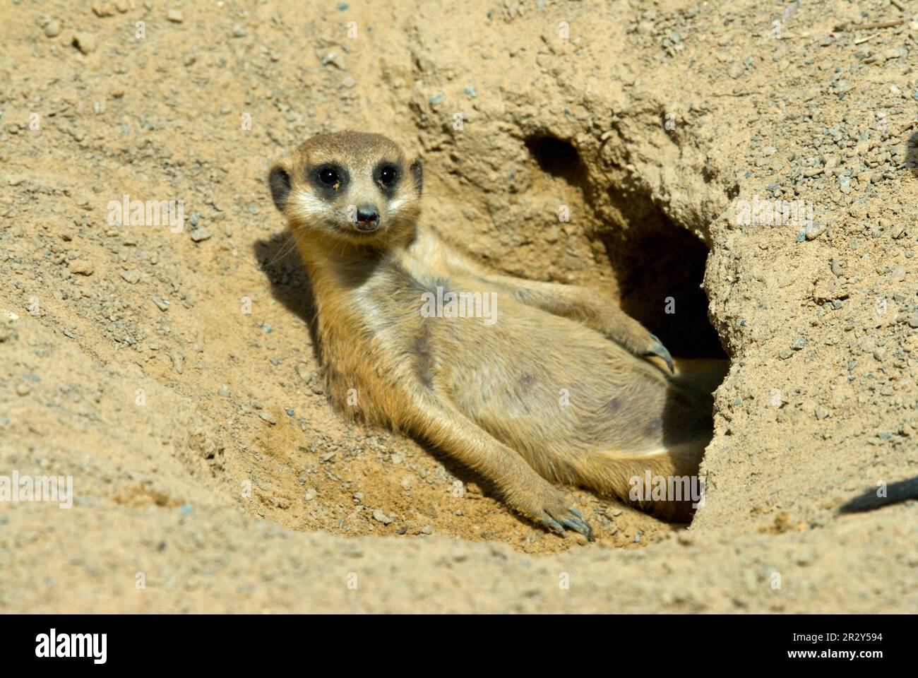 Erdmännchen (Suricata suricatta) Erdmännchen, Raubtiere, Säugetiere, schleichende Katzen, Tiere, Erdmännchen-Erwachsener, ruht sich am Eingang der Höhle aus Stockfoto