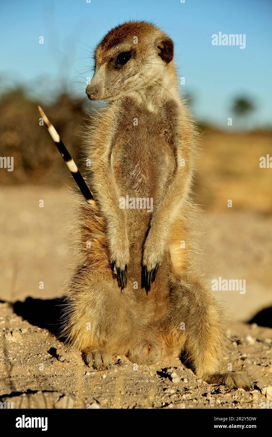 Erdmännchen (Suricata suricatta) Erdmännchen, Raubtiere, Säugetiere, Kriechtiere, Tiere, Erdmännchen-Erwachsener, mit Stachelschwanzfeder in der Seite, Kalahari Meerkat Stockfoto