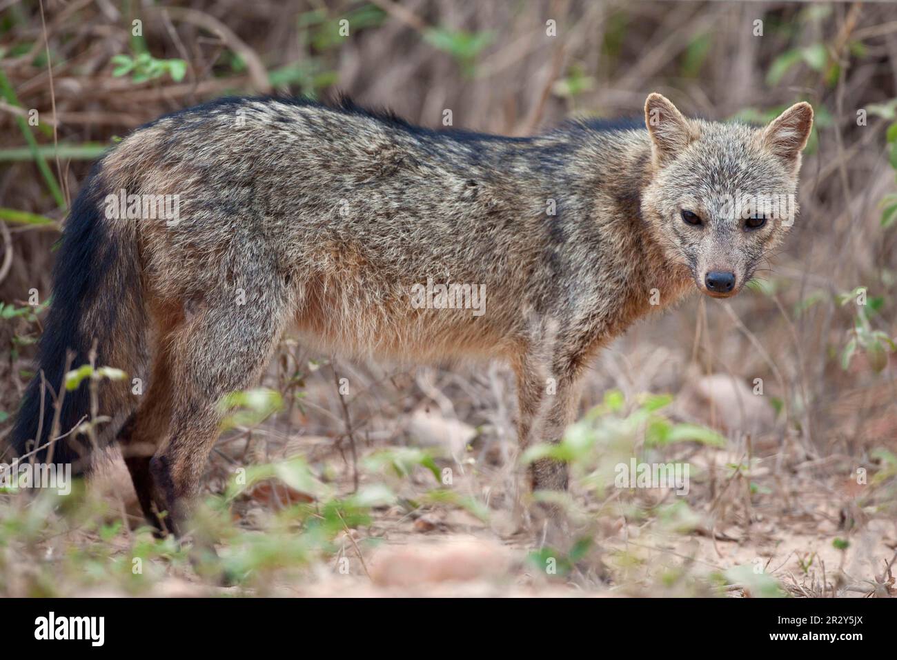 Krabbenfressender Zorro (Dusicyon thous), Erwachsener, stehend in Savanna, Pantanal, Mato Grosso, Brasilien Stockfoto