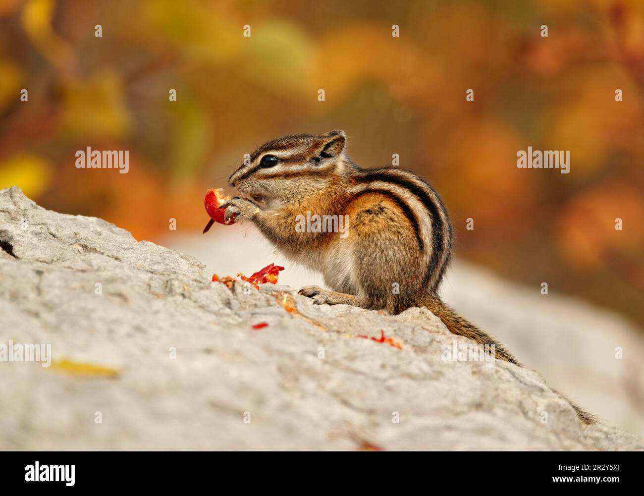 Little Chipmunk (Tamias minimus), Erwachsener, Fütterung von Beeren, Sitzen auf Felsen, Jasper N. P. Alberta, Kanada Stockfoto