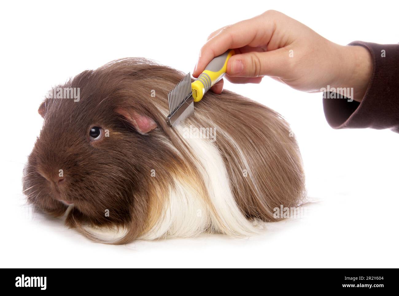 Meerschweinchen wird gekämmt, gekämmt, gekämmt Stockfoto