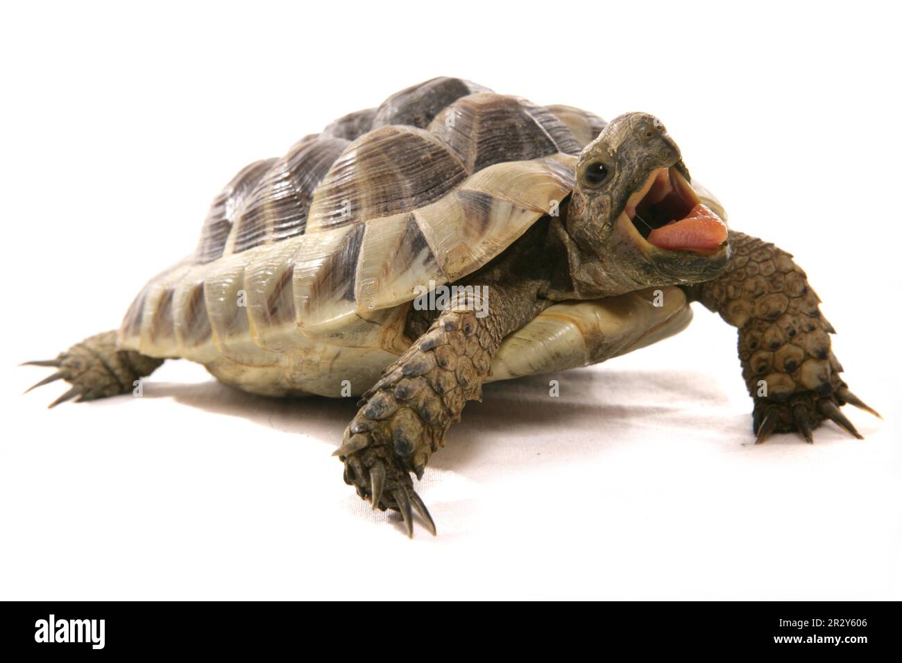 Hermann-Schildkröte (Testudo hermanni), Erwachsener, mit offenem Mund Stockfoto