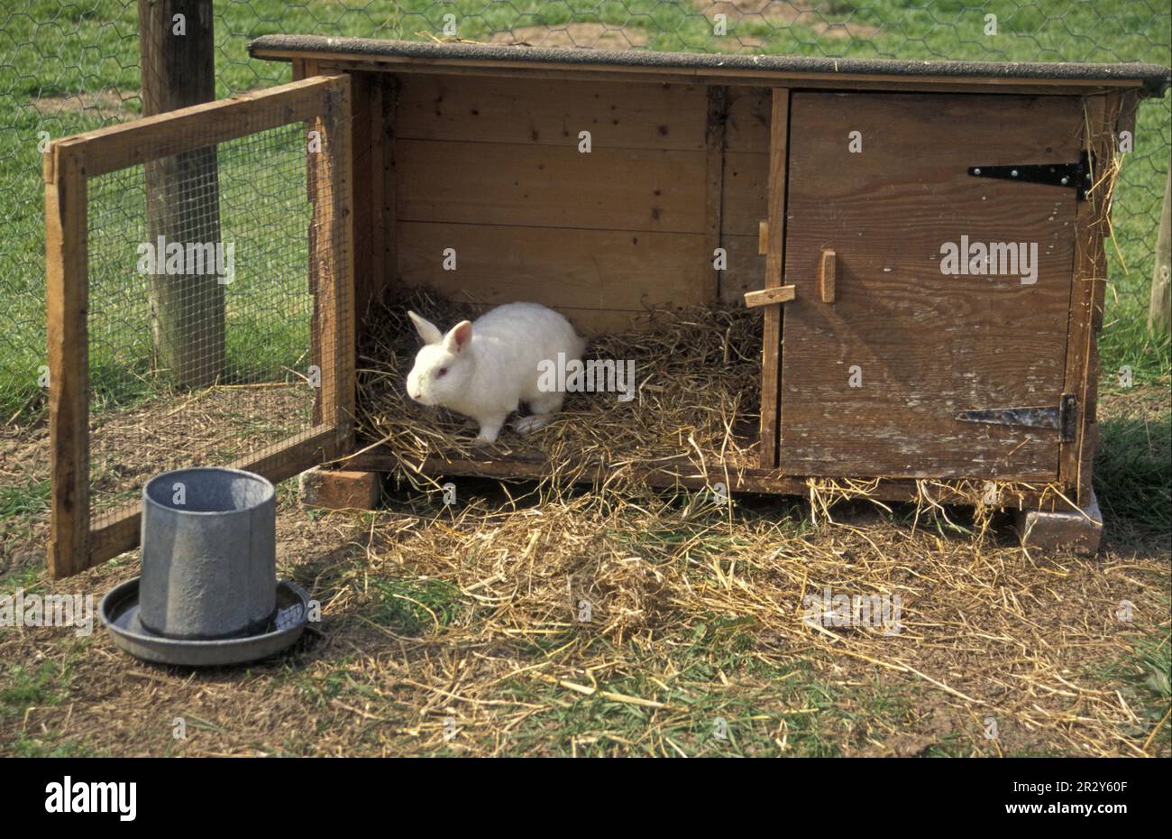 Hauskaninchen, Albino, im Außenbereich, laufen, Stall Stockfoto