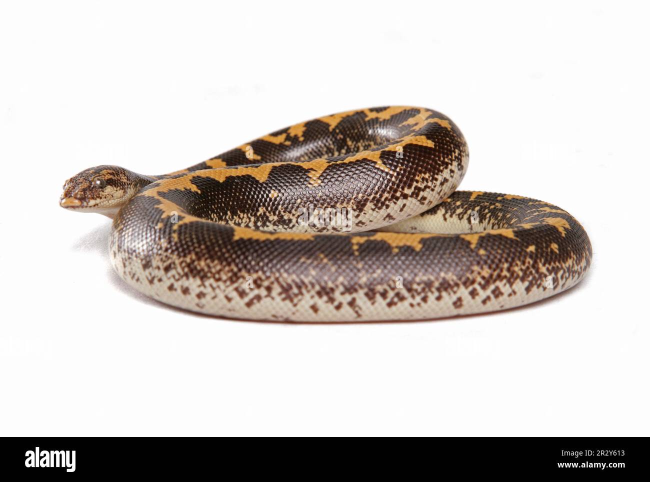 Kenianische Sandboa (Gongylophis colubrinus), ausgewachsen, gerollt Stockfoto