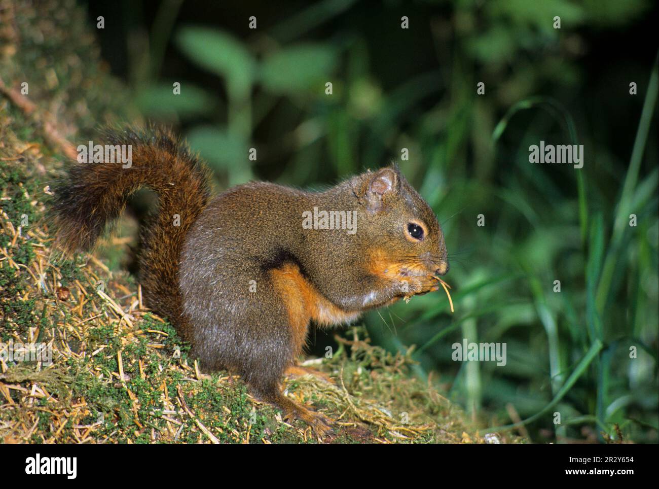 Douglas Eichhörnchen (Tamiasciurus douglasii), Nagetiere, Säugetiere, Tiere, Douglas douglas Eichhörnchen Erwachsene, Fütterung, Nordamerika Stockfoto