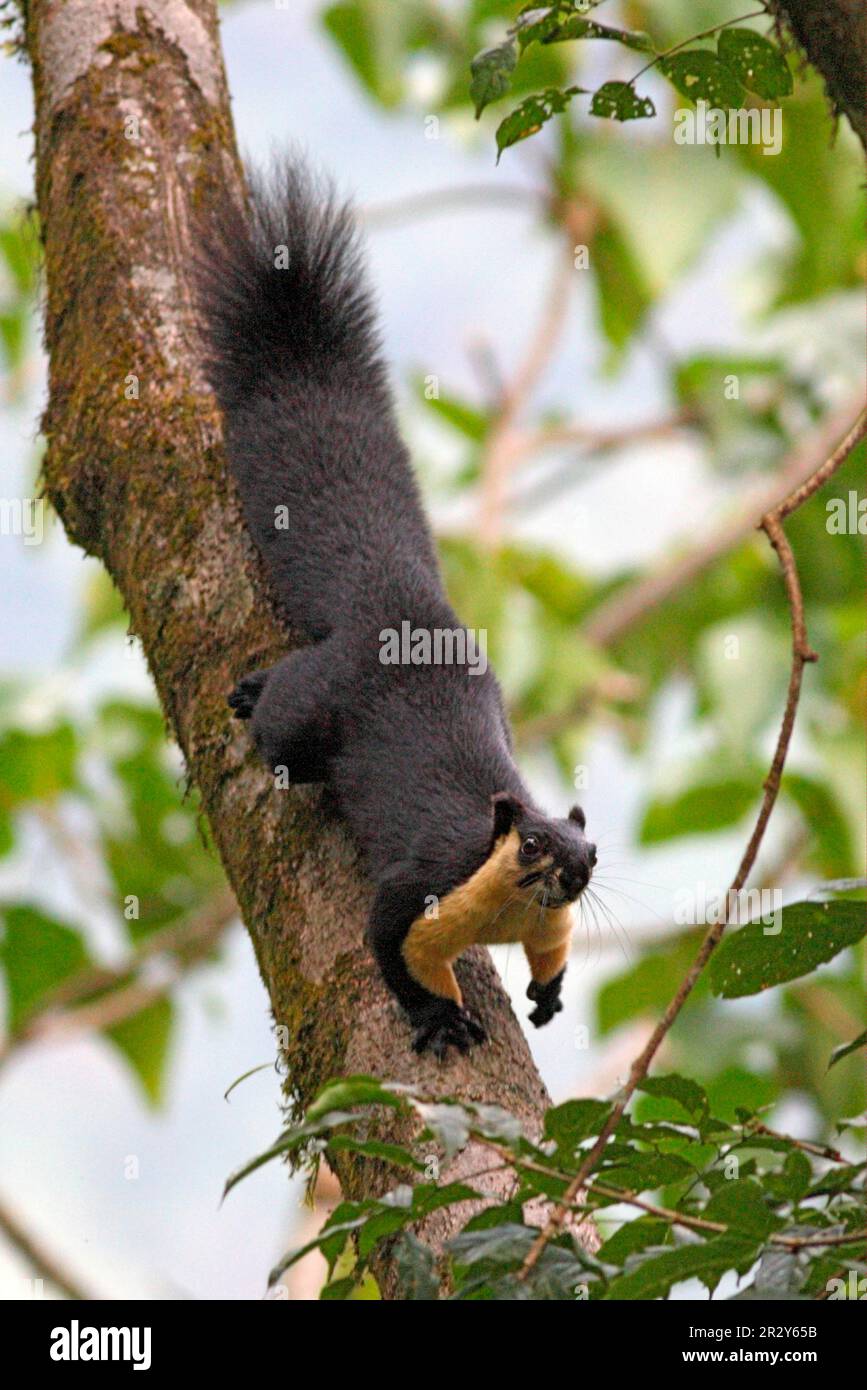 Black Giant Eichhörnchen (Ratufa bicolor), Erwachsener, absteigender Zweig, Eaglenest Wildlife Sanctuary, Arunachal Pradesh, Indien Stockfoto