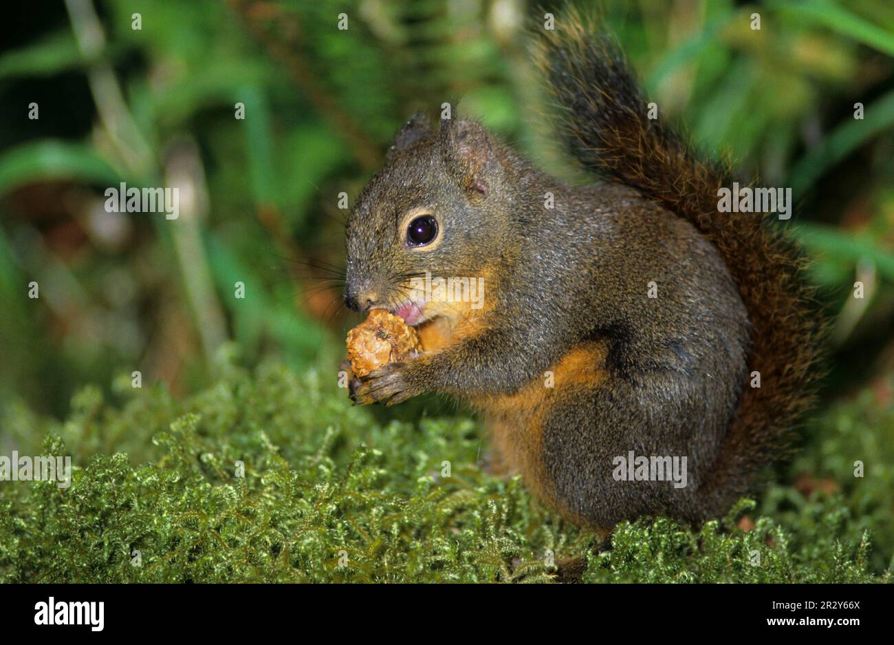 Douglas Eichhörnchen (Tamiasciurus douglasii), Nagetiere, Säugetiere, Tiere, Douglas douglas Eichhörnchen aus der Nähe, sitzen auf Moos essen Stockfoto
