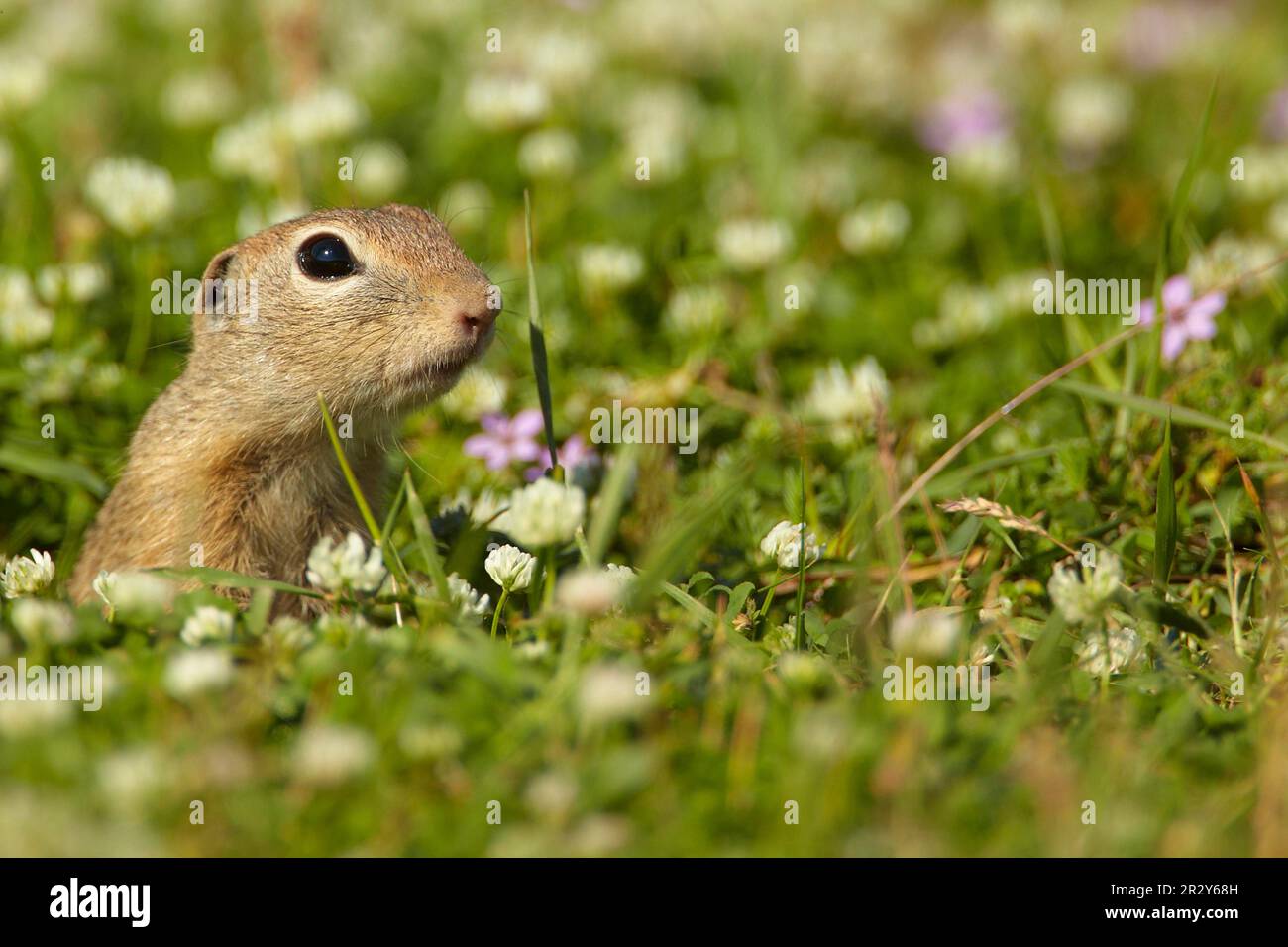 Europäisches Eichhörnchen (Spermophilus citellus), ausgewachsen, aus einer Höhle inmitten von Wildblumen auf einer Wiese, Bulgarien Stockfoto