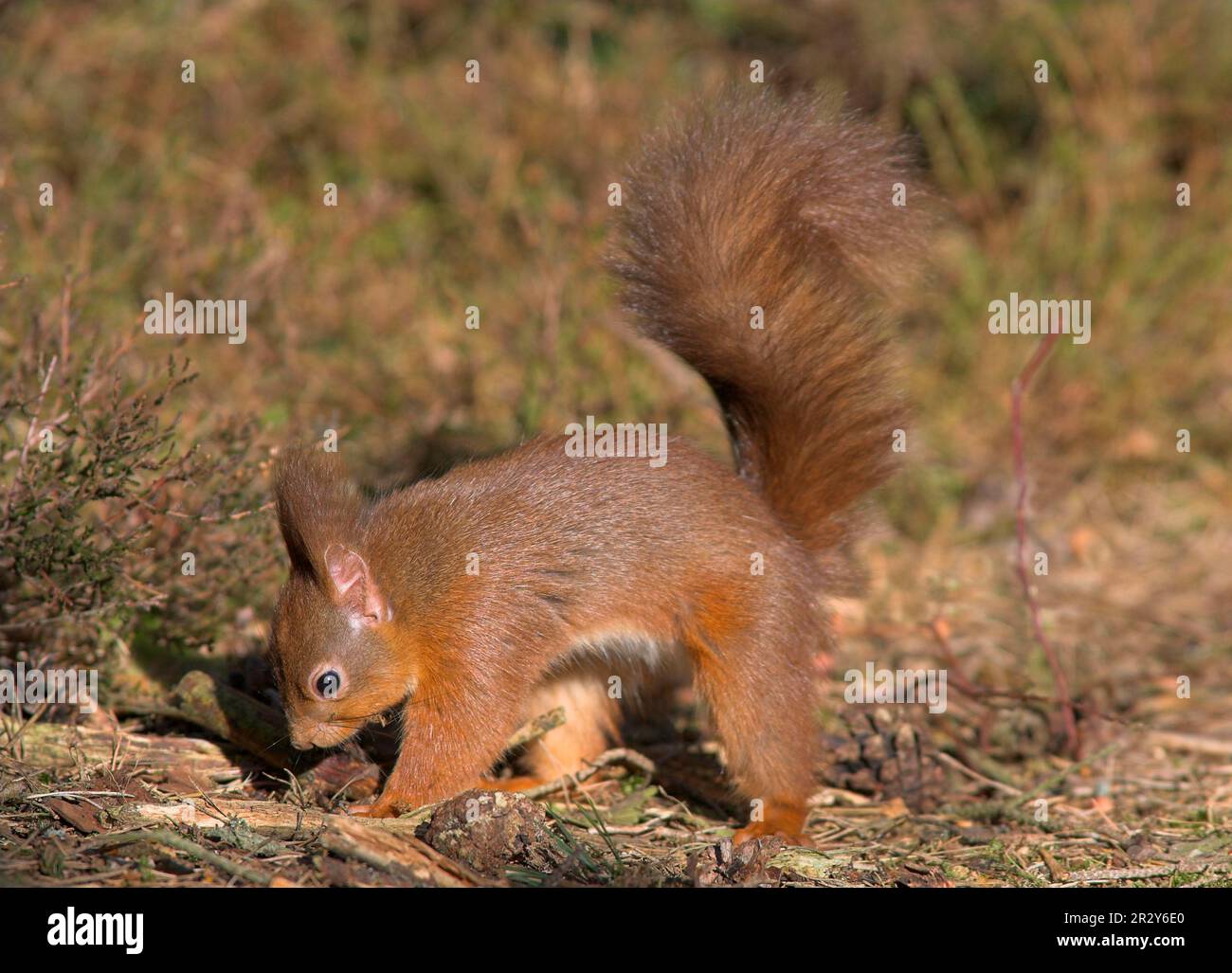 Eichhörnchen (Sciurus vulgaris), Eichhörnchen, Nagetiere, Säugetiere, Tiere, Eurasian Red Eichhörnchen, Erwachsener, der Essen im Cache vergräbt, Nadelwälder Stockfoto