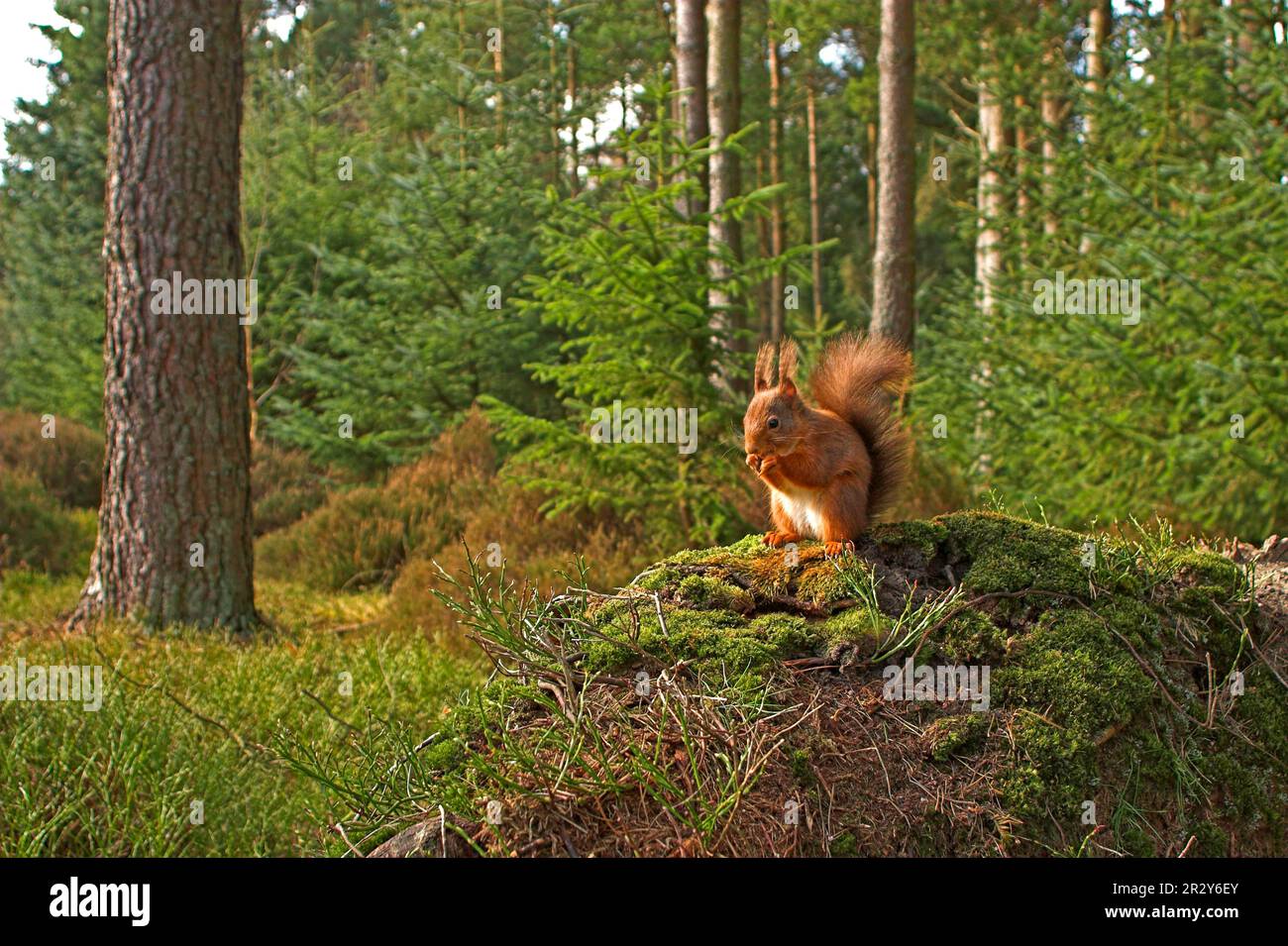 Eichhörnchen (Sciurus vulgaris), Eichhörnchen, Nagetiere, Säugetiere, Tiere, Eurasisches rotes Eichhörnchen, Erwachsene, füttert, sitzt auf umgedrehter Baumwurzel Stockfoto