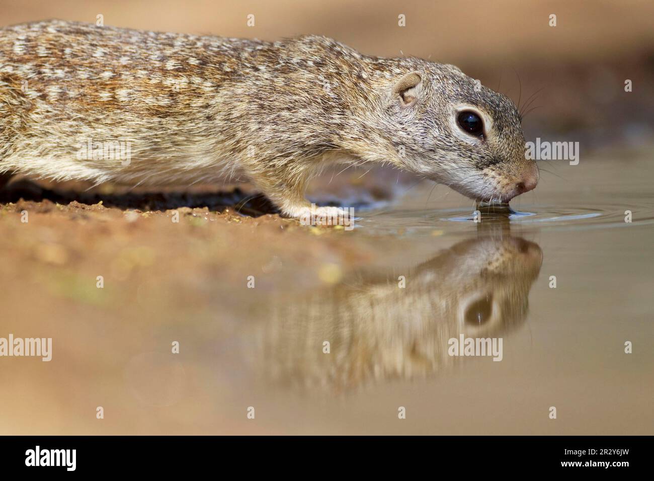 Mexikanisches Erdhörnchen (Spermophilus mexicanus), Nagetiere, Säugetiere, Tiere, mexikanisches Erdhörnchen (Ictidomys mexicanus), Erwachsener, trinkt Stockfoto