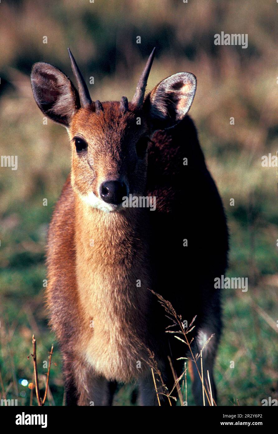 Vierhornantilope (Tetracerus quadricornis), Vierhornantilope, Antilopen, Huftiere, gleichzehige Huftiere, Säugetiere, Tiere, Vierhörner Stockfoto