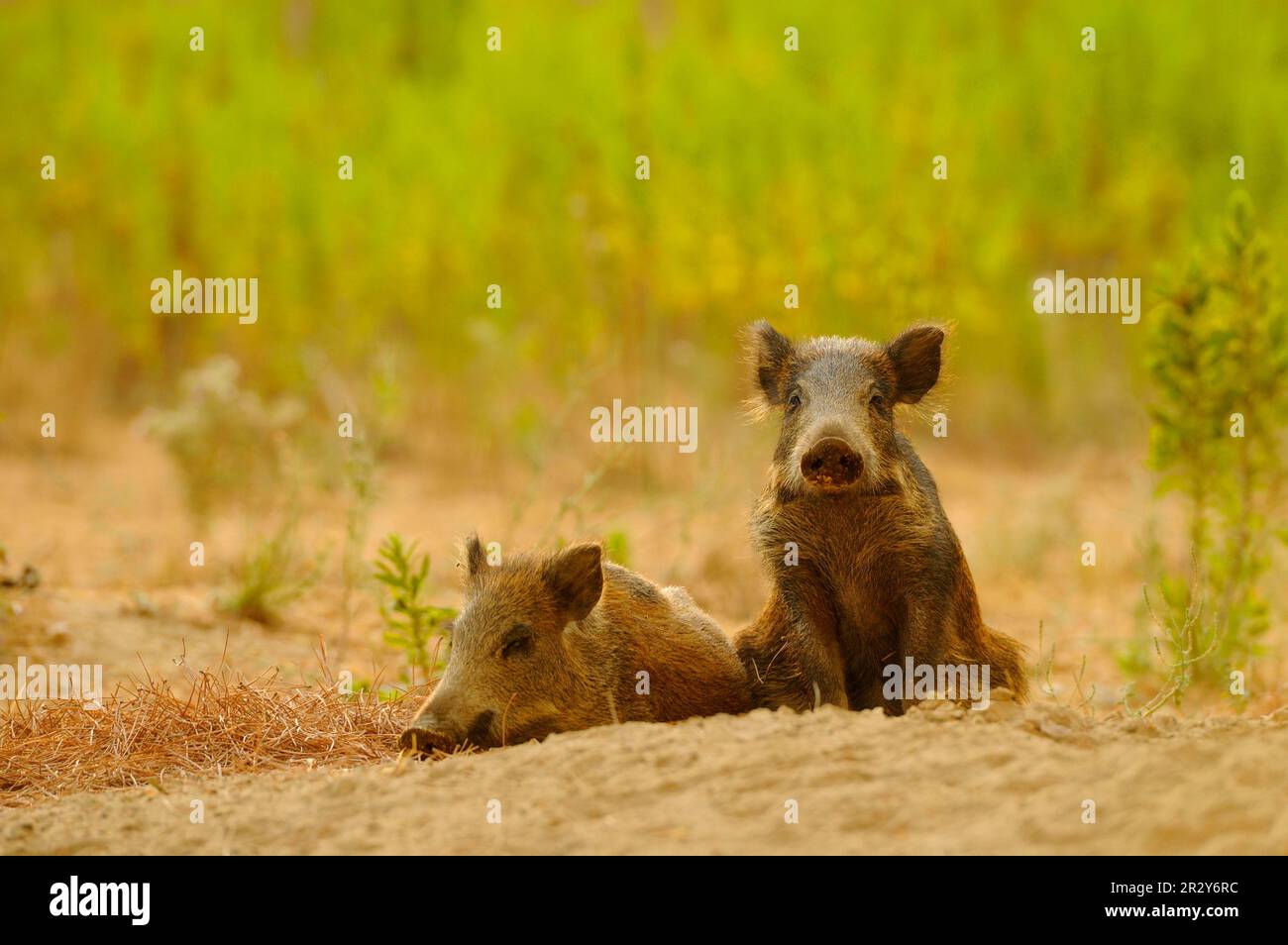 Wildschweine (Sus scrofa), Schweine, Huftiere, Säugetiere, Tiere, zwei junge eurasische Wildschweine, die sich auf dem Boden ausruhen, Italien Stockfoto