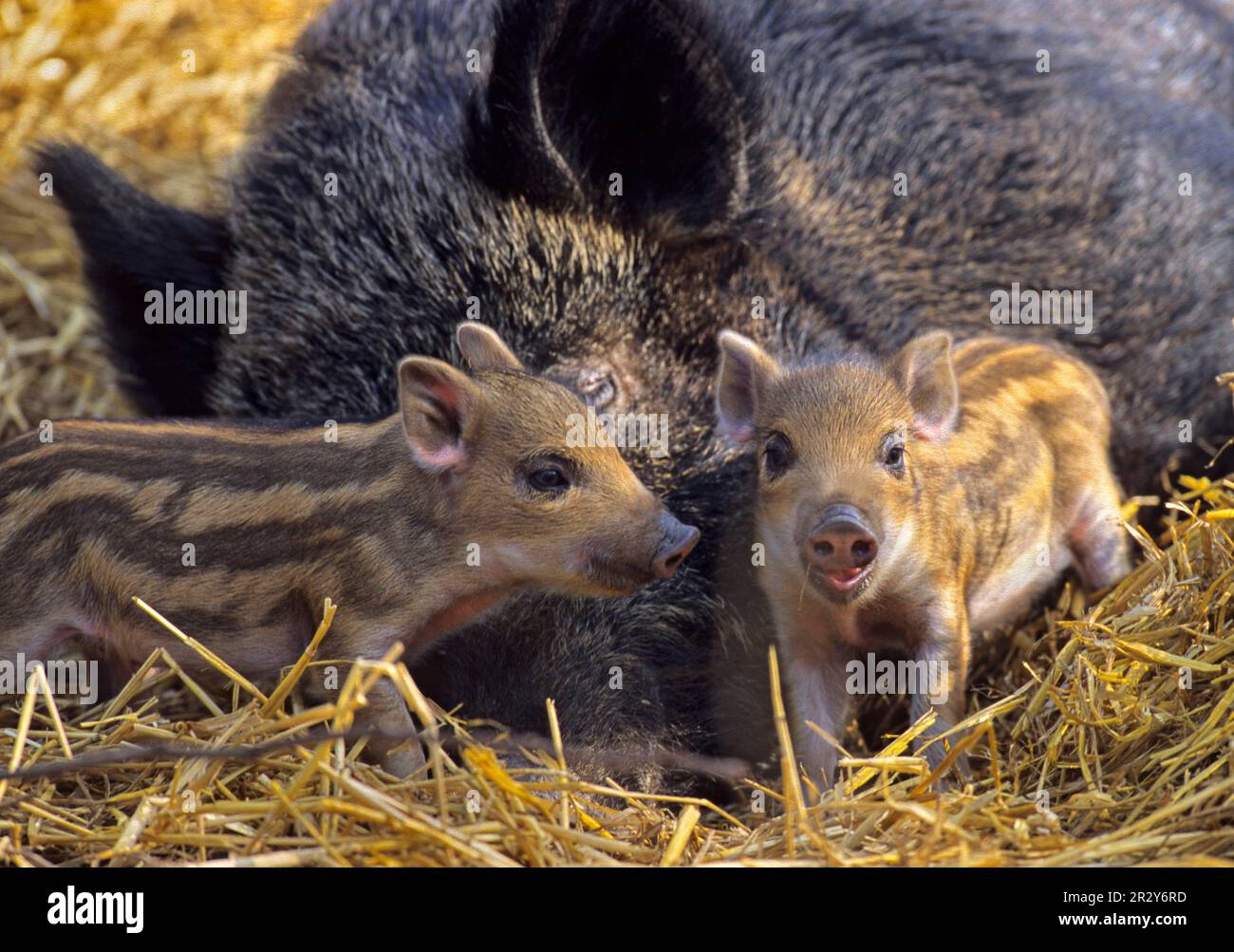 Wildschweine, Wildschweine (Sus scrofa), Schweine, Schweine, Huftiere, Huftiere, Säugetiere, Tiere, eurasische Wildschweine mit Ferkeln Stockfoto