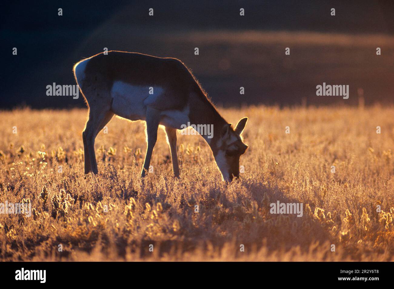 Gabelböcke, Gabelböcke, Gabelböcke, Gabelböcke, Gabelböcke, Gabelböcke, Gabelböcke, Gabelböcke, Gabelböcke, Gabelböcke, Gabelböcke Stockfoto