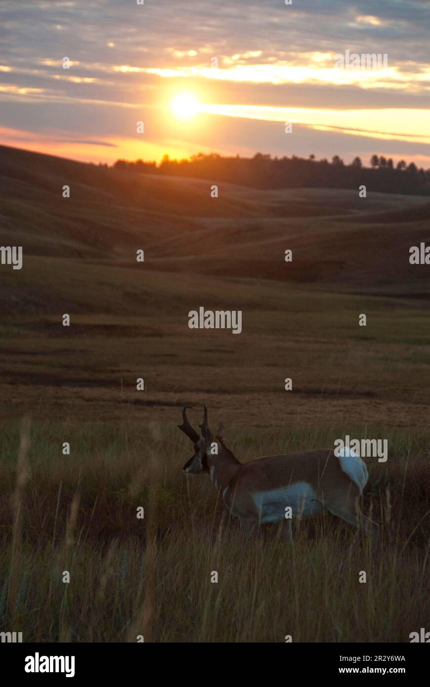 Gabelböcke, Gabelböcke, Gabelböcke, Gabelböcke, Gabelböcke, Gabelböcke, Gabelböcke, Gabelböcke, Gabelböcke, Gabelböcke, Gabelböcke Stockfoto