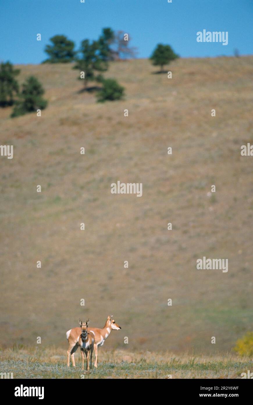 Gabelböcke, Gabelböcke, Gabelböcke, Gabelböcke, Gabelböcke, Gabelböcke, Gabelböcke, Gabelböcke, Gabelböcke, Gabelböcke, Gabelböcke Stockfoto