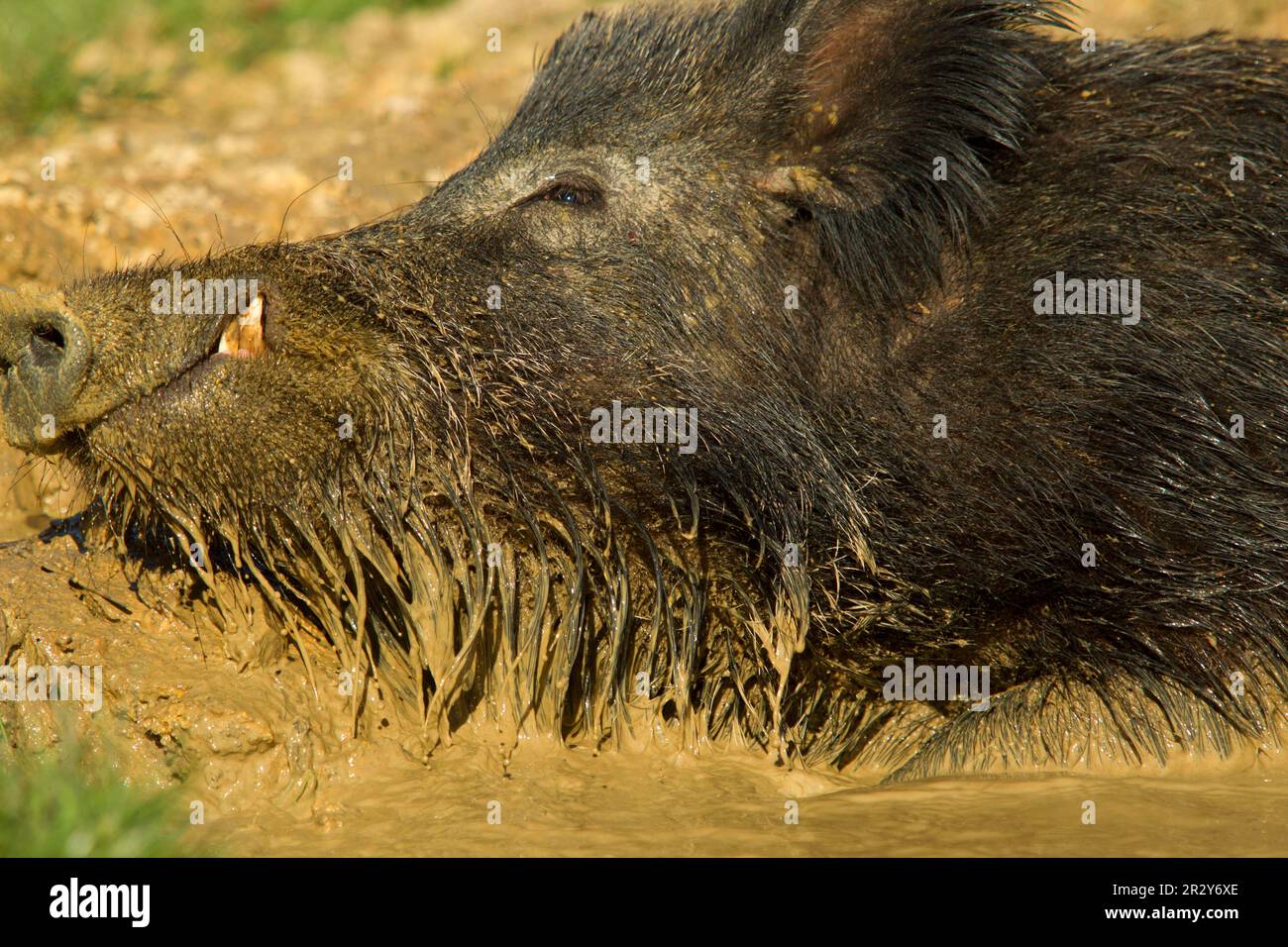 Junges Eber (Sus scrofa), männlich, Nahaufnahme des Kopfes, im Schlamm, auf Wildschweinfarm, Devon, England, Vereinigtes Königreich Stockfoto