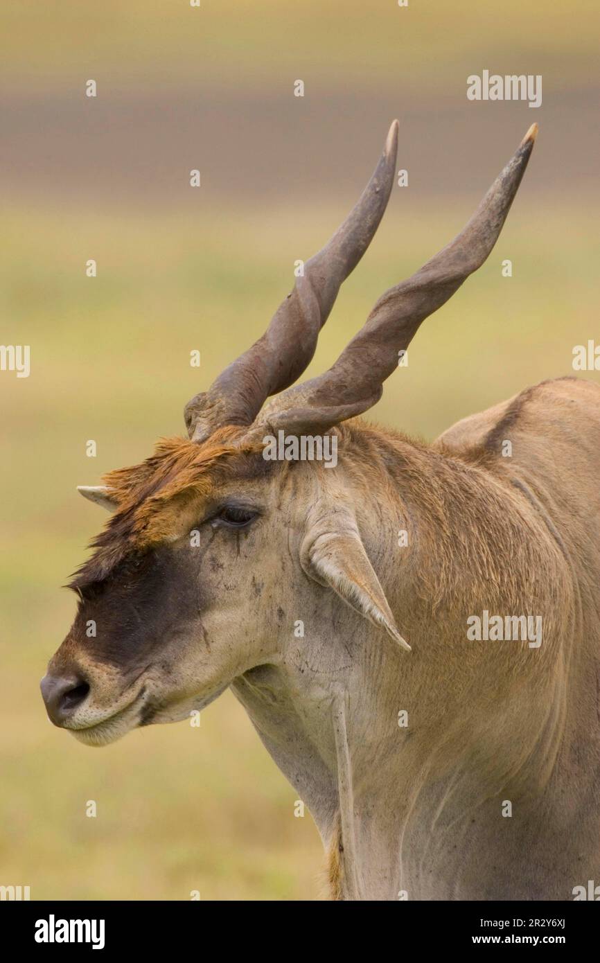 Glatteis (Taurotragus oryx), Stier, Antilopen, Kopf, Horn, Porträt, Ngorongoro-Krater, Tansania Stockfoto