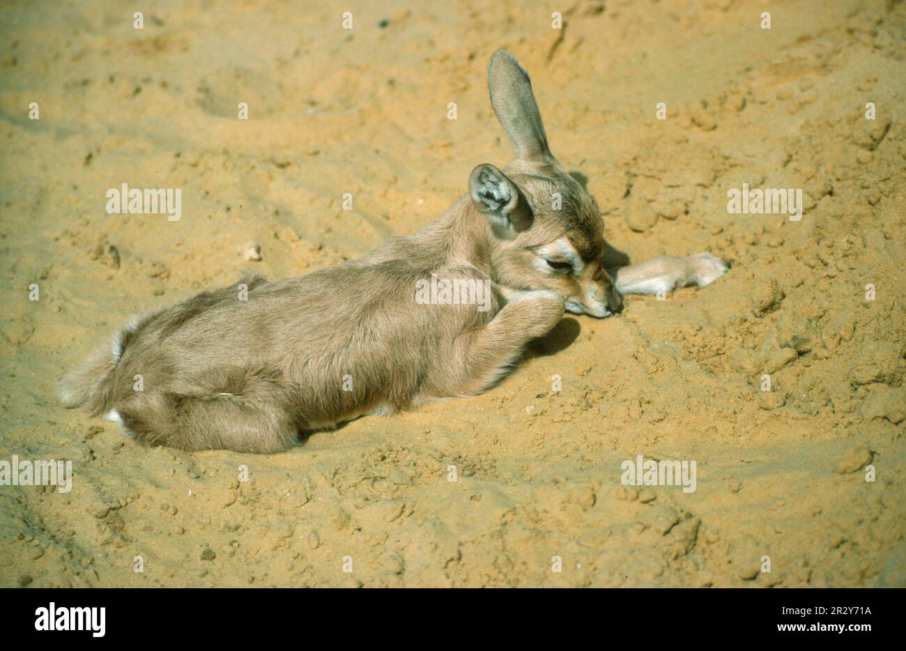 Dorkas-Gazelle (Gazella dorcas), dorkas-Gazellen, -Gazellen, -Huftiere, -Säugetiere, Tiere, Dorcas Gazelle Fawn auf Sand (S) Stockfoto