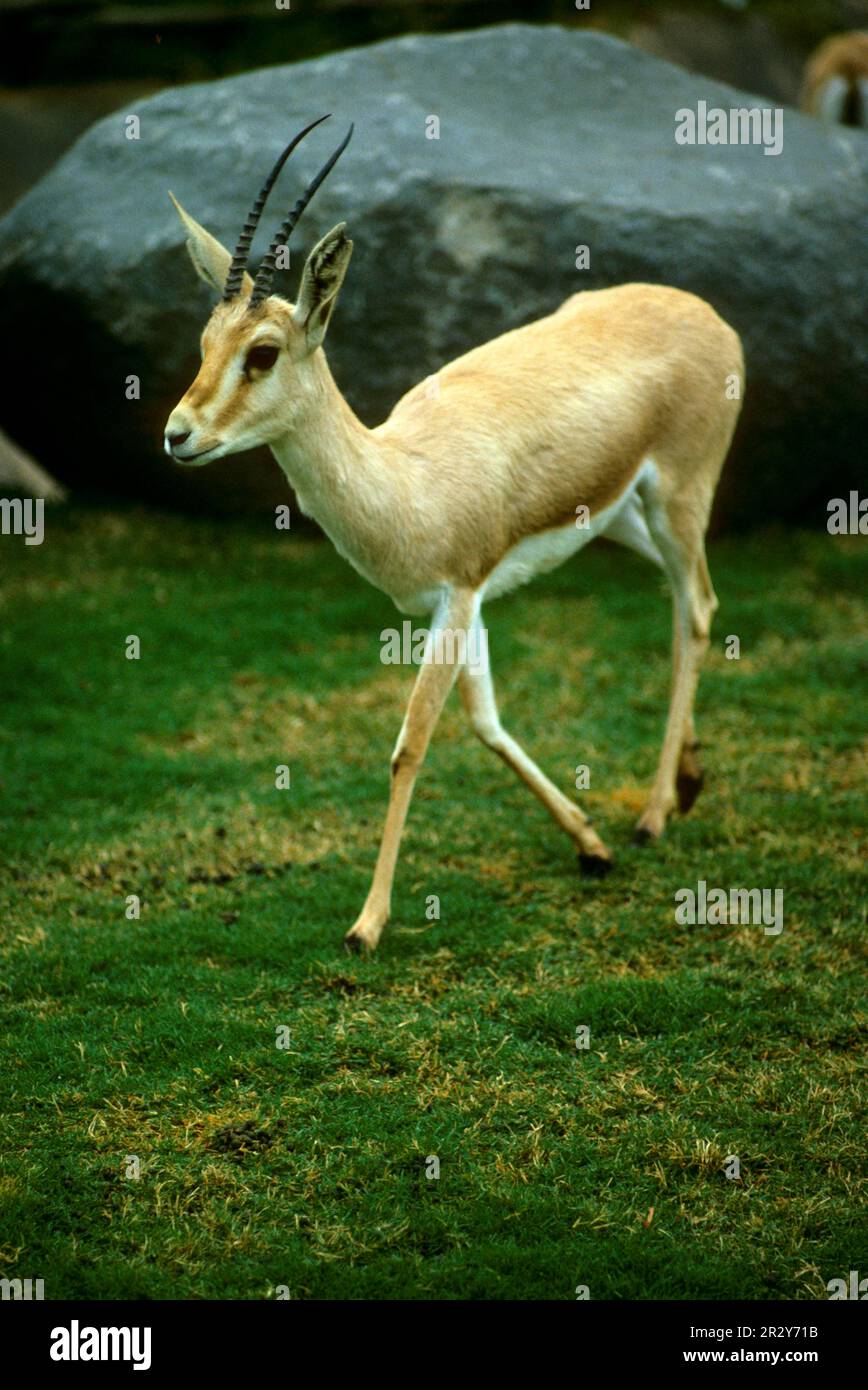 Dünen-Gazelle, Dünen-Gazelle, Gazellen, Huftiere, Säugetiere, Tiere, schlanke Gazelle (Gazella leproceros), die in Gefangenschaft auf der Weide spazieren Stockfoto
