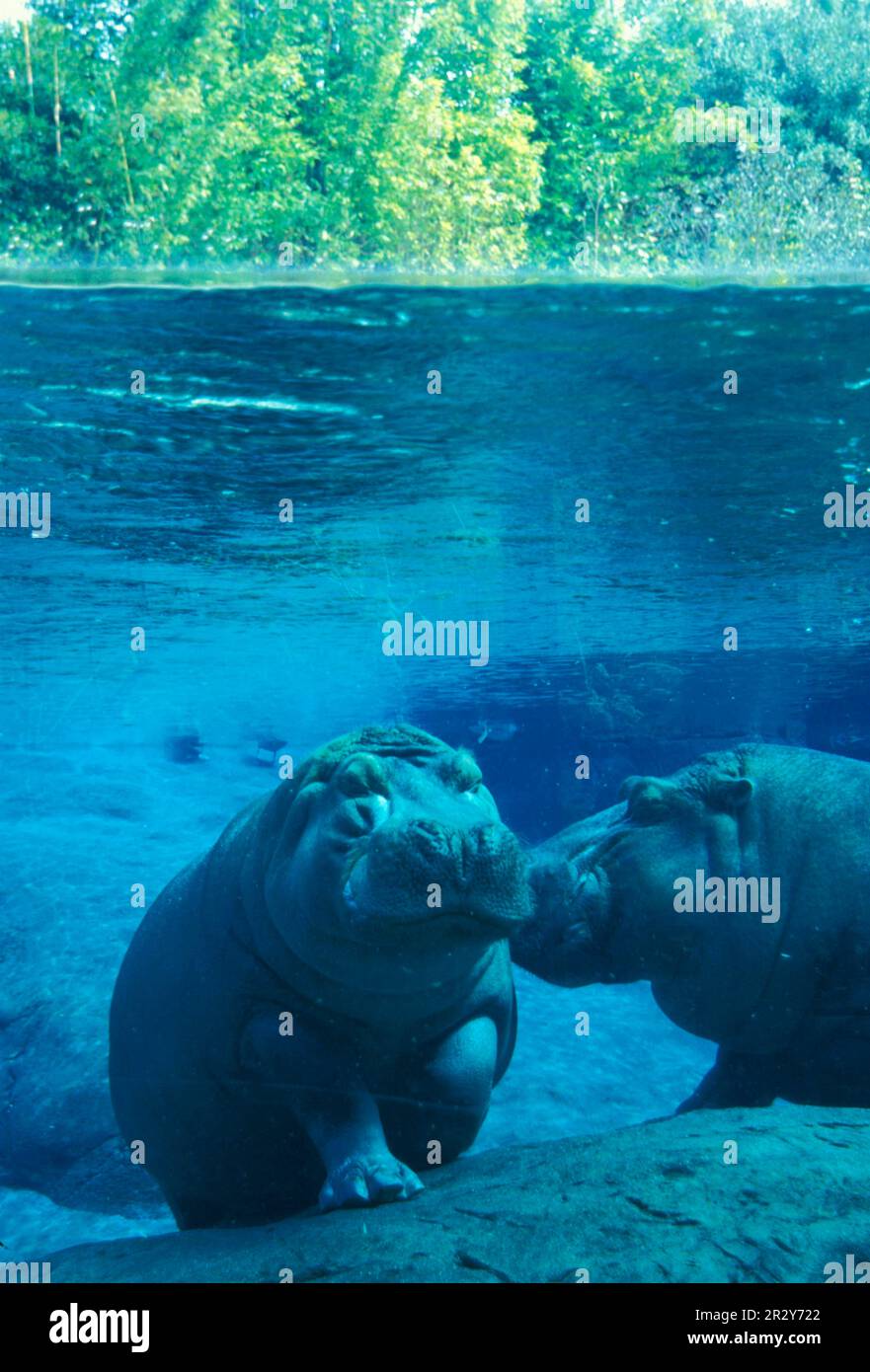 Flusspferde, Flusspferde, Flusspferde, Flusspferde (Hippopotamus amphibius), Huftiere, Säugetiere, Tiere, Hippopotamus Underwater, zwei auf Fels (S) Stockfoto