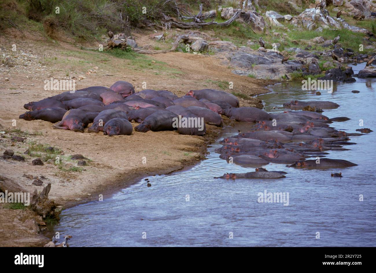 Flusspferde (Hippopotamus amphibious) Herde am Ufer des Flusses Mara, Kenia, Flusspferde, Flusspferde, Huftiere (Klauentiere) Stockfoto
