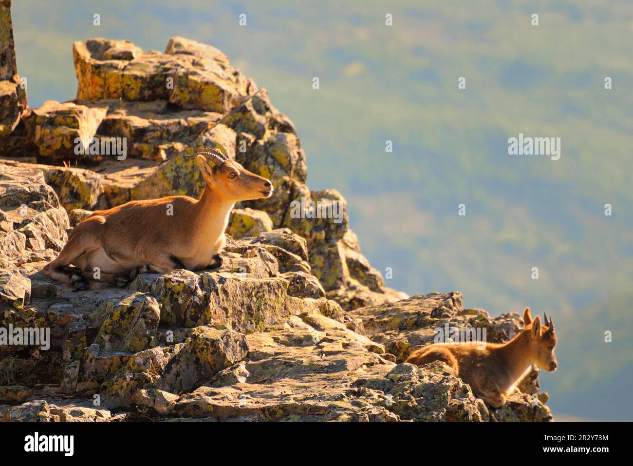 Gredos ibex, Gredos ibex, Iberian ibex, Iberian ibex, Ibex, Capricorns, Ziegenhufer (Capra), Huftiere mit geraden Zehen, Säugetiere, Tiere, Westlich Stockfoto