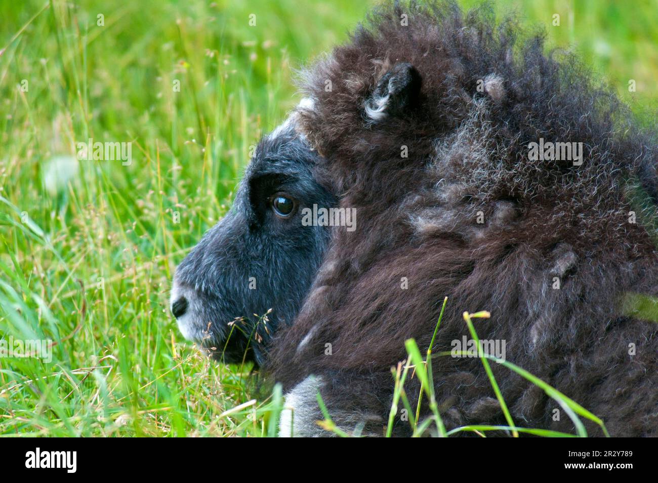 Moschusochse (Ovibos moschatus) Baby, Nahaufnahme des Kopfes, im Gras liegend, Alaska Wildlife Conservation Center, Alaska (U.) S.A. Stockfoto