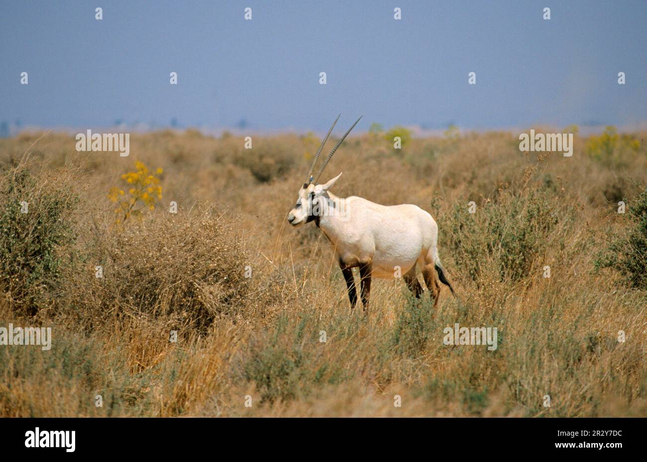 Weiße Oryx, arabische Spucke, arabische Spucke, arabische Oryx (Oryx leucoryx), Spucke, Spucke, oryx Antilope, oryx Antilopen, oryx Antilopen, Antilopen Stockfoto