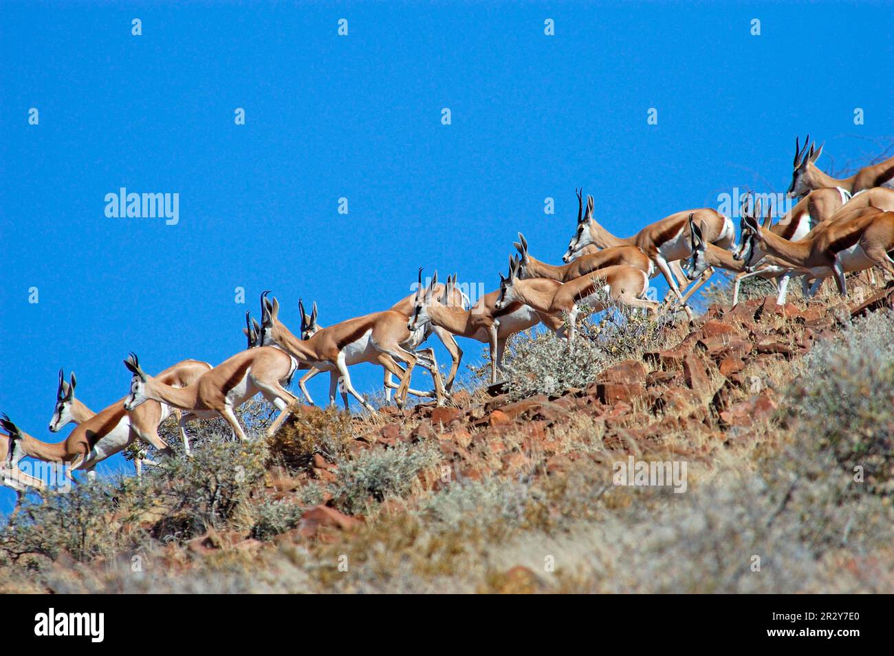 Springbok (Antidorcas marsupialis), Springbok, Springbok, Antilope, Huftiere, Gleichförmige Huftiere, Säugetiere, Tiere, Springbock Herde, die herunterläuft Stockfoto