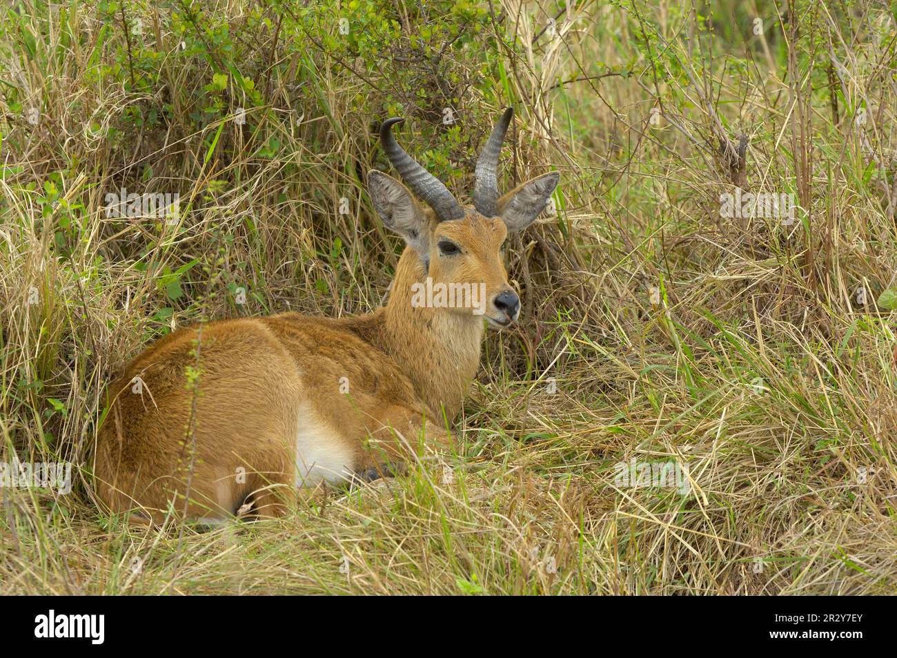 Bohor Reedbuck (Redunca redunca), Reedbuck, Isabella Antelope, Common Reedbuck, Reedbuck, Isabella Antelope, Huftiere, Huftiere, Säugetiere Stockfoto