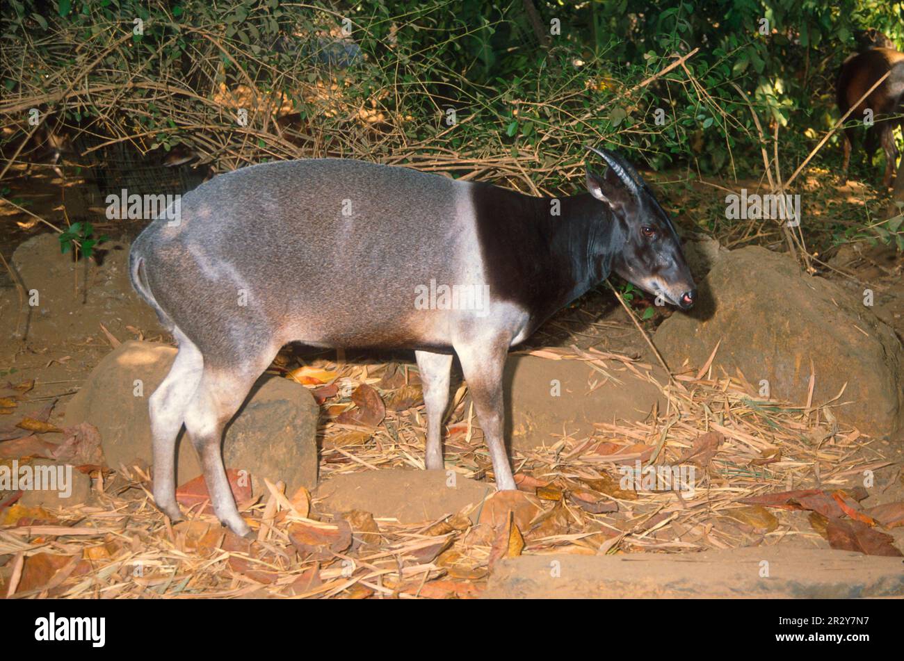 JentinkDucker (Cephalophus jentinki), Antilopen, Huftiere, Huftiere