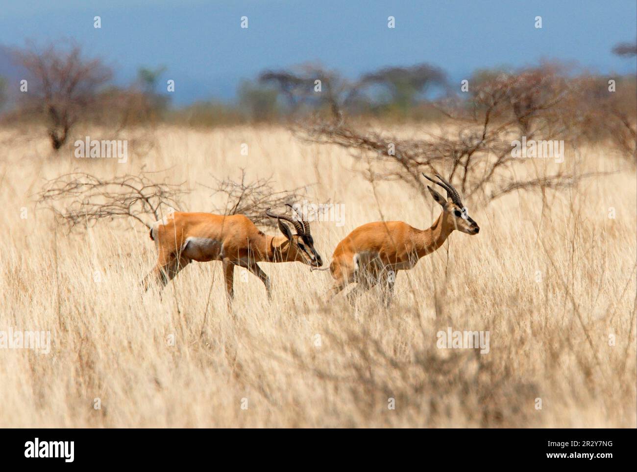 Soemmerring-Gazelle (Gazella soemmerringii), Soemmerring-Gazelle, Gazellen, Huftiere, Huftiere mit geraden Zehen, Säugetiere, Tiere, Soemmerrings Stockfoto