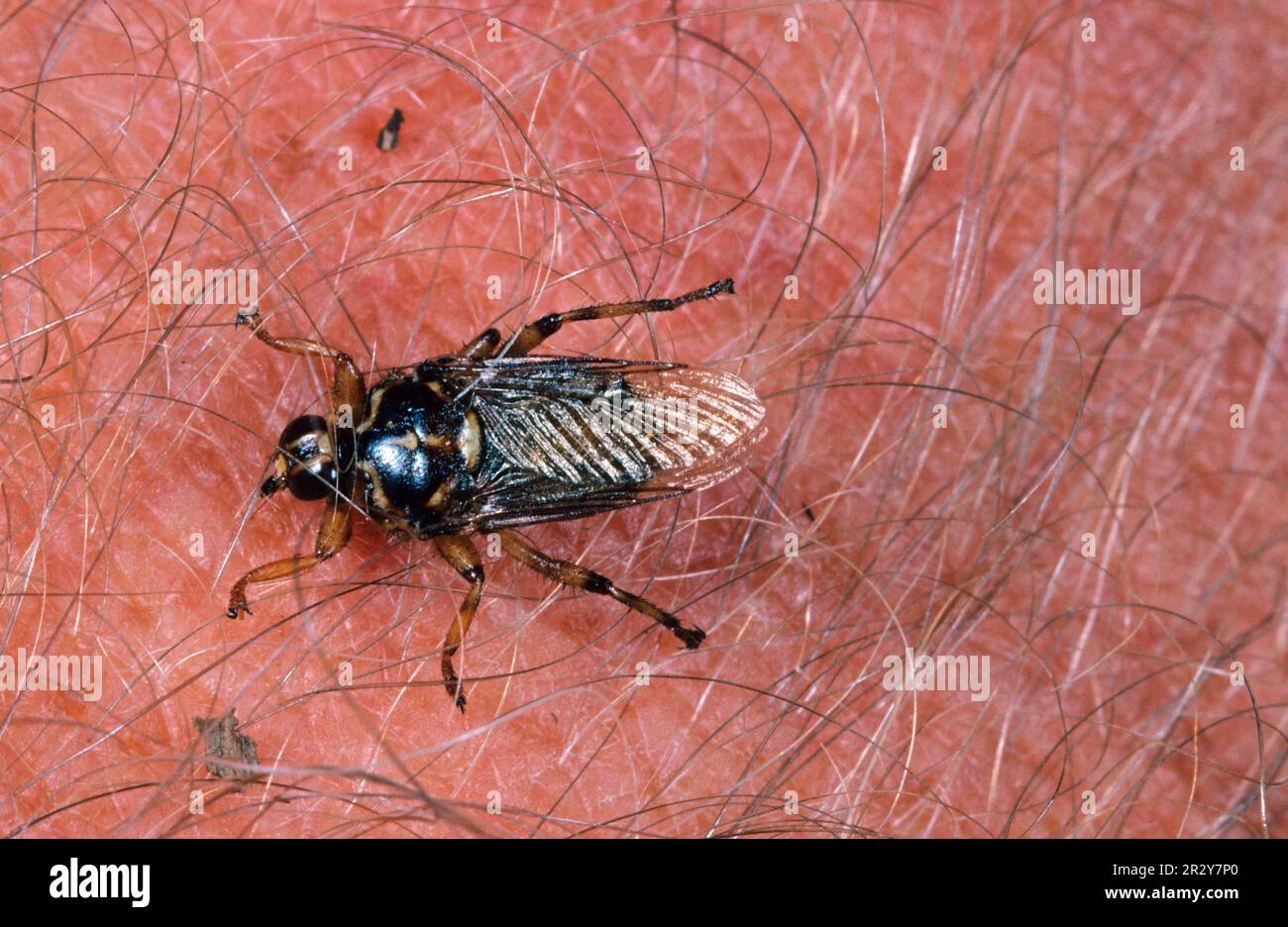 Waldfliege (Hippobosca equina), Pferdefliege, Lusenfliege, Lusenfliege, Parasit, Parasiten, andere Tiere, Insekten, Tiere, Waldfliegen beißende Haut Stockfoto