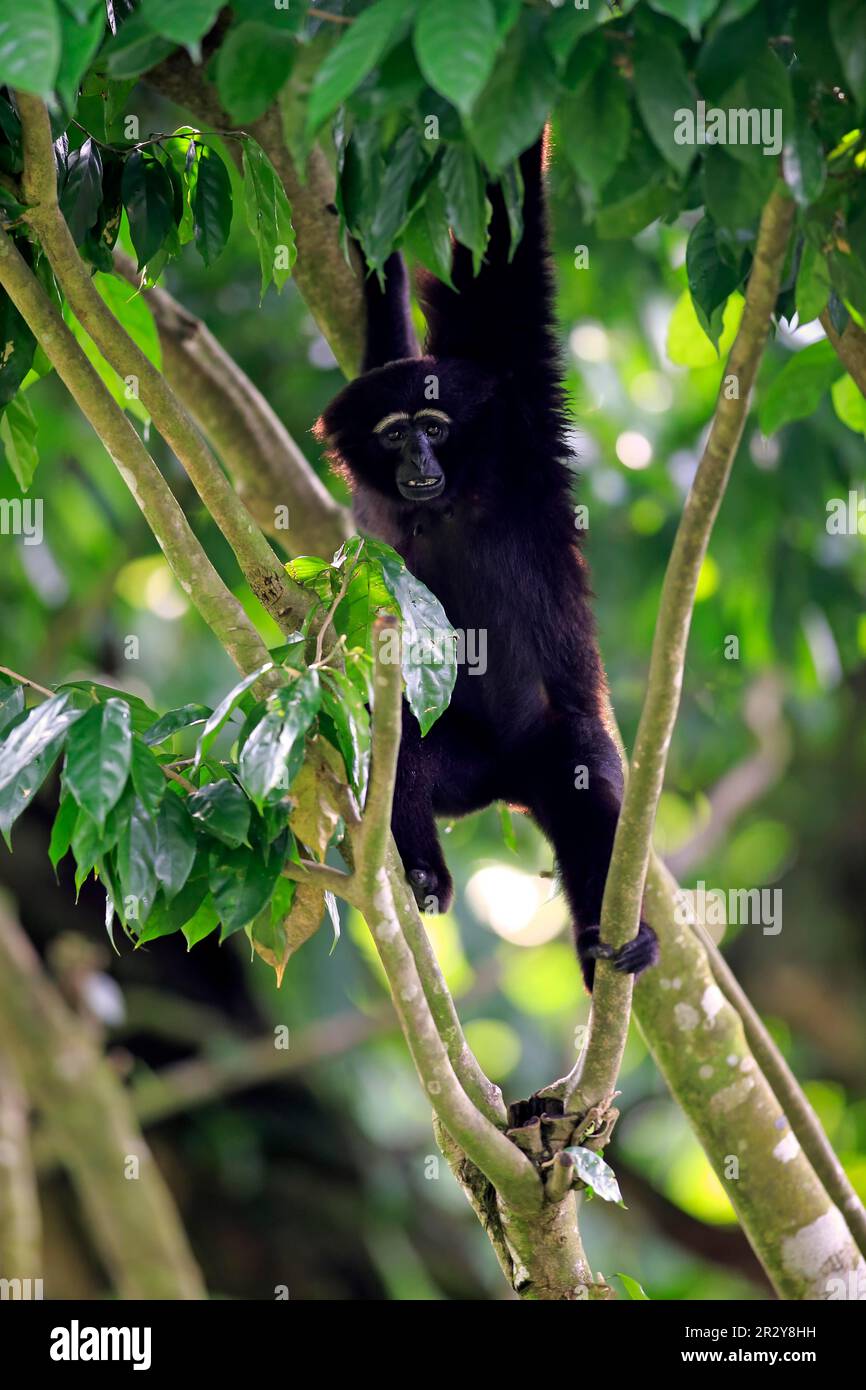 Agile Schwarzhandgibbon (Hylobates agilis), dunkler Gibbon, Erwachsener auf dem Baum Stockfoto