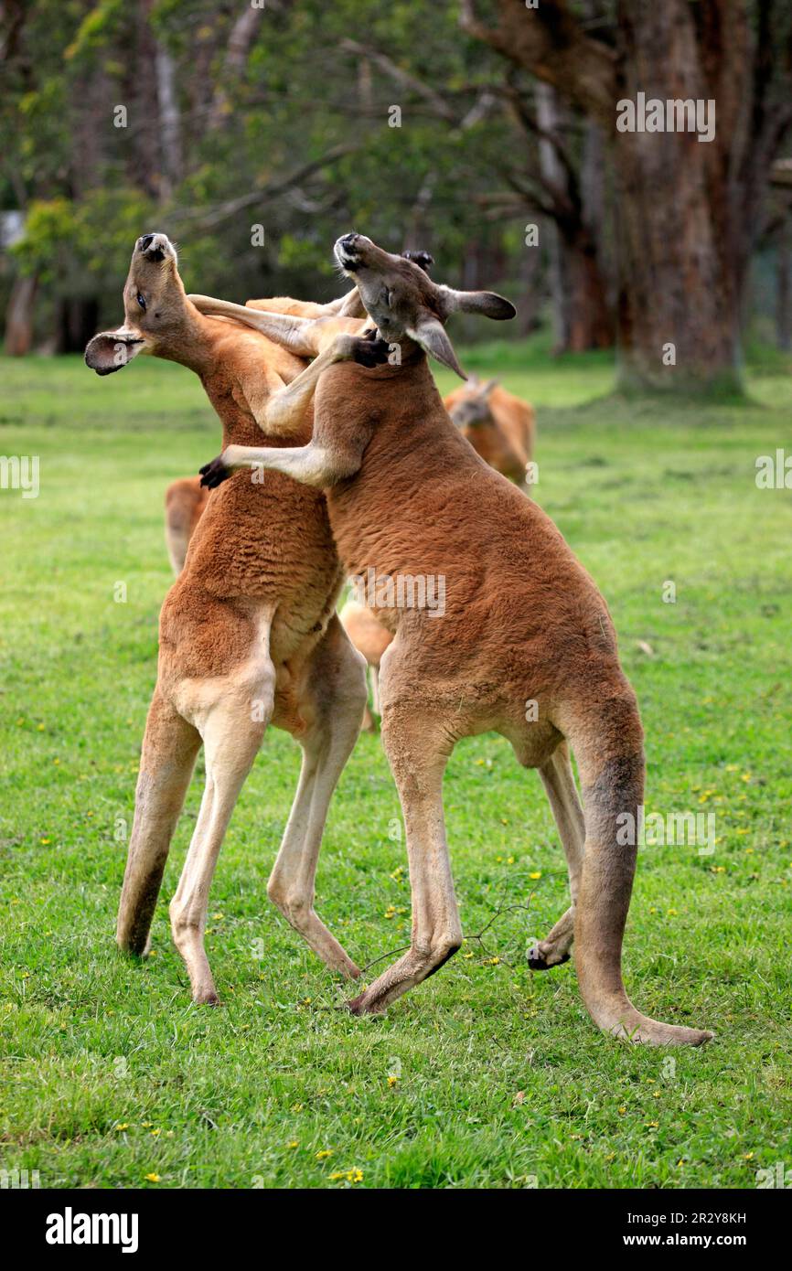 Rotes Känguru (Macropus rufus), zwei Männer kämpfen, Boxen, Südaustralien, Australien Stockfoto