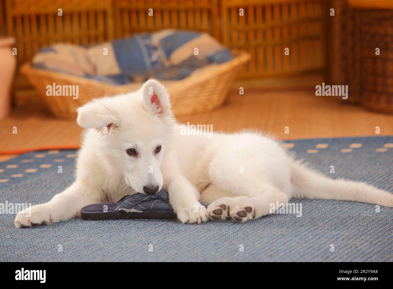 Swiss shepherd puppy -Fotos und -Bildmaterial in hoher Auflösung – Alamy