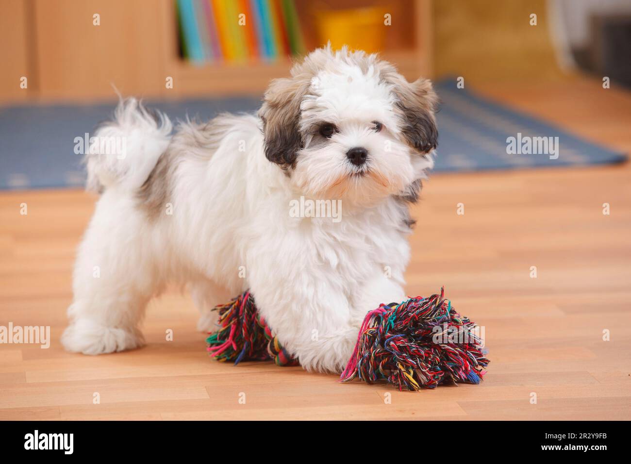 Gemischte Rasse Hund, Hündchen, 3 Monate, Spielseil, Schleppseil, Seil kauen Stockfoto