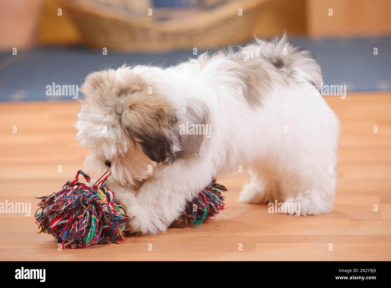 Gemischte Rasse Hund, Hündchen, 3 Monate, Spielseil, Schleppseil, Seil kauen Stockfoto