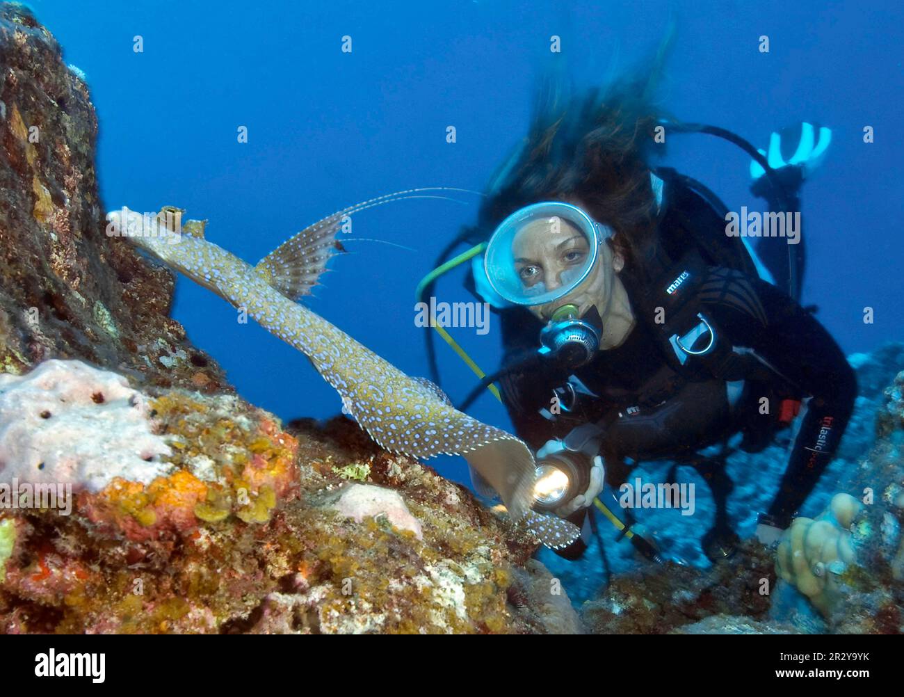 Taucher mit tropischer Flunder, Pfauenflunder (Bothus mancus), Plattfische, Flunder, Indischer Ozean, Mauritius Stockfoto