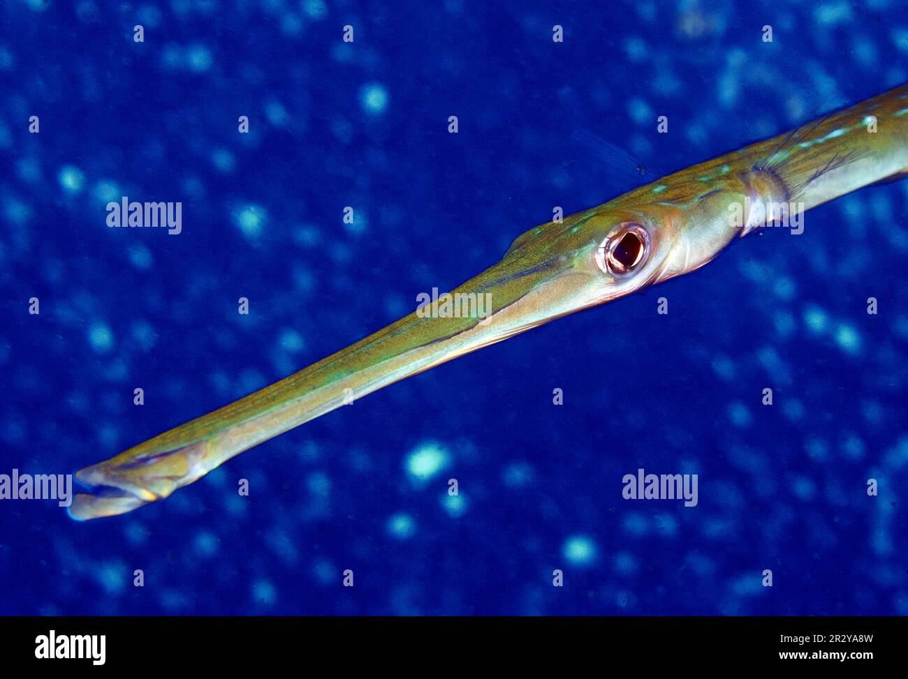 Chinesischer Trompetenfisch (Aulostomus chinensis), Andamanensee, Indopazifik, Thailand Stockfoto