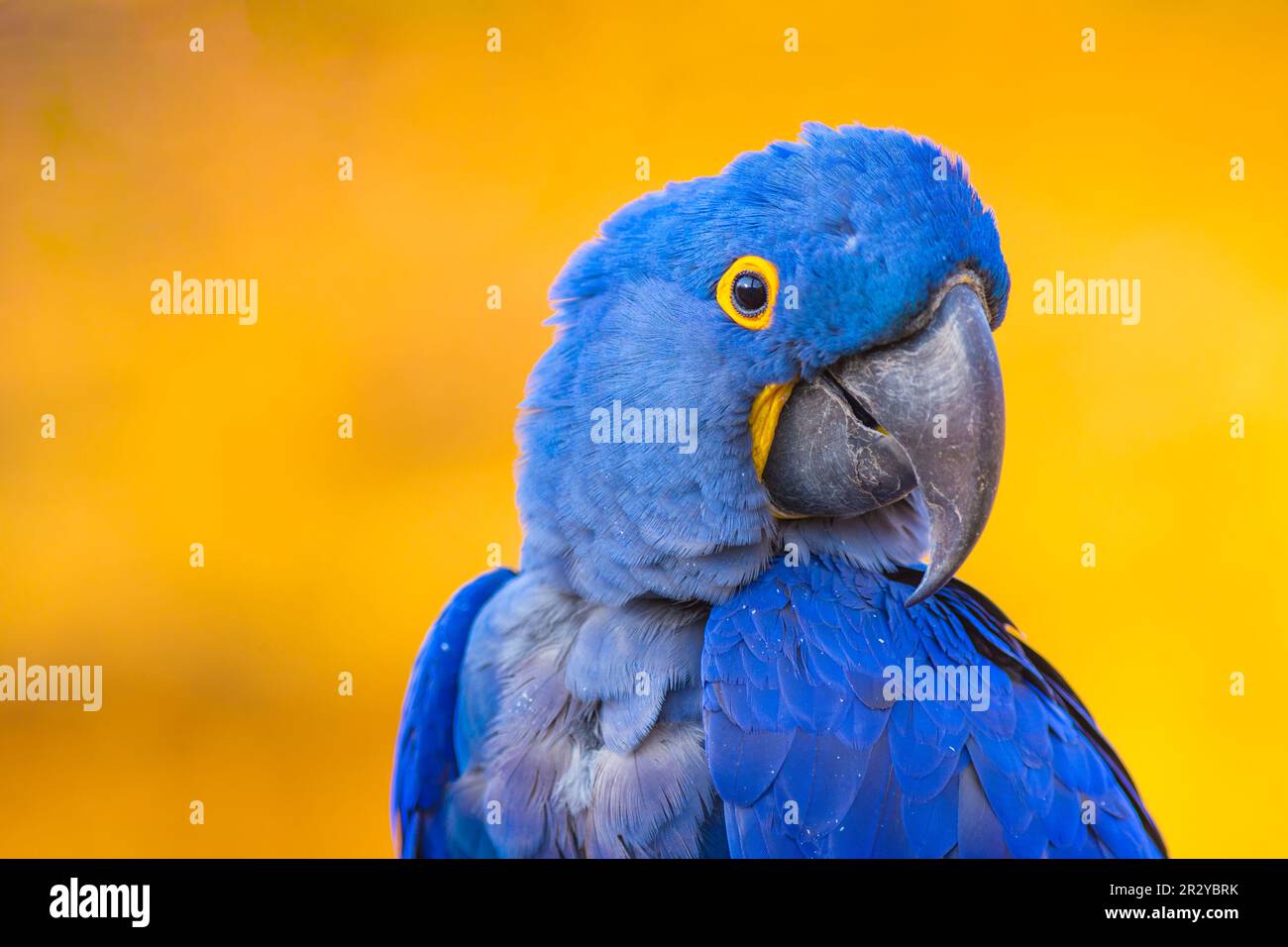 Porträt eines großen blauen Papageiens Hyacinth Macaw oder Anodorhynchus hyacinthinus. Wunderschöner, seltener blauer Vogel. Echte Fotografie Stockfoto