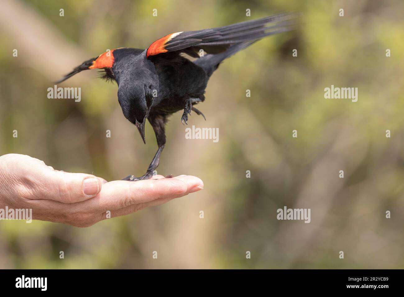 Ottawa, Kanada. 21. Mai 2023. Red Wing Blackbird am Schlammsee. Copyright 2023 Sean Burges/Mundo Sport Images Stockfoto